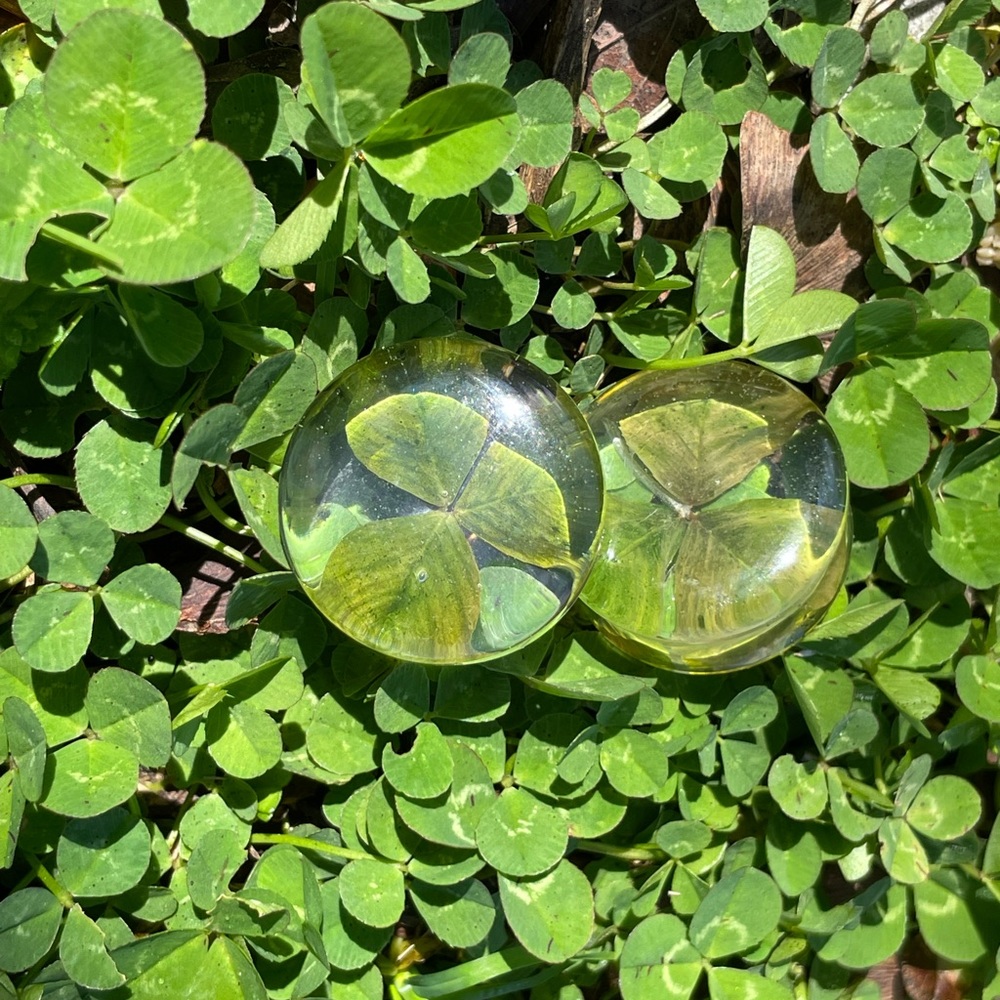Real Clover plugs/gauges 1” 25mm
